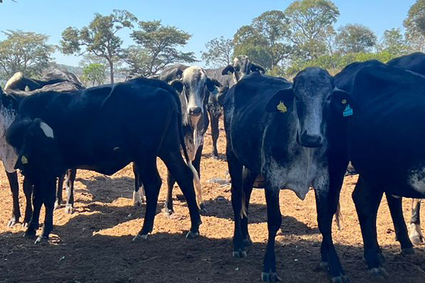 Animais da Fazenda Angico
