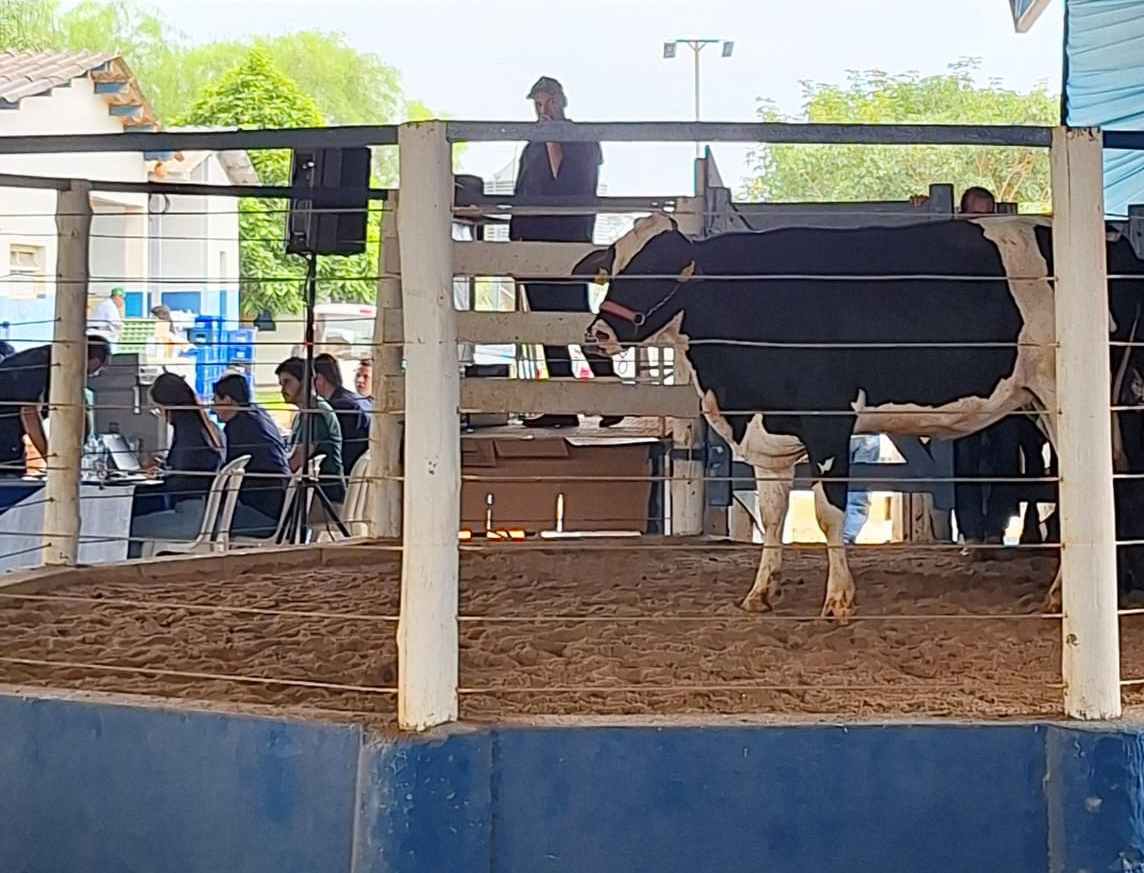 38º Leilão Alvoar: Excelência Genética ao Alcance dos Produtores