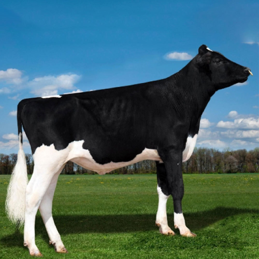 Irmãos Brant - ABEL CV