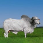 Irmãos Brant - ABSOLUTO FIV CV