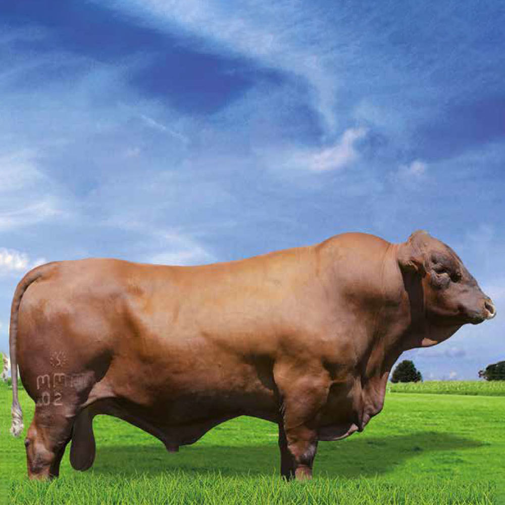 Irmãos Brant - ALEF CV