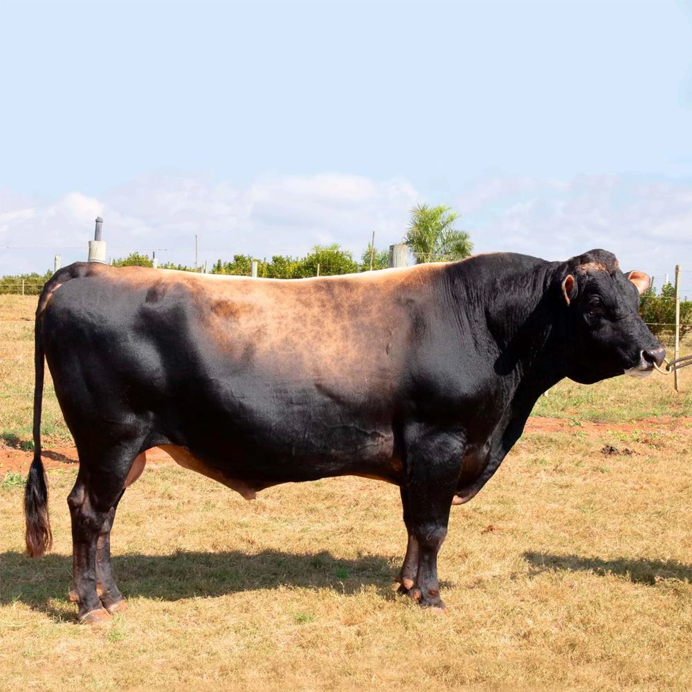 Irmãos Brant - ALICYO CV