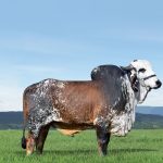 Irmãos Brant - ANTONIONE CV