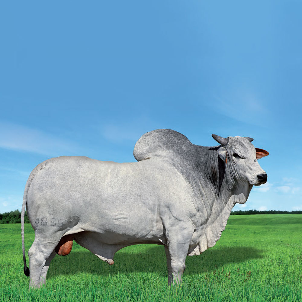 Irmãos Brant - C8288 DA MN CV (BACANA)