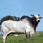 Irmãos Brant - BACKUP CV