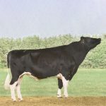 Irmãos Brant - BERTIL CV