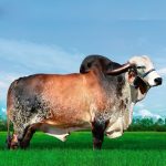 Irmãos Brant - BIG FIV CAL CV