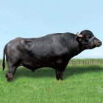 Irmãos Brant - BONSUCESSO CV