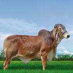 Irmãos Brant - CACIQUE 2B CV