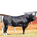 Irmãos Brant - CAMPEAO 3/4 CV