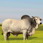 Irmãos Brant - CFM FABULOSO CV