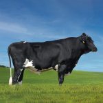 Irmãos Brant - COMANDO FIV 3/4 SF