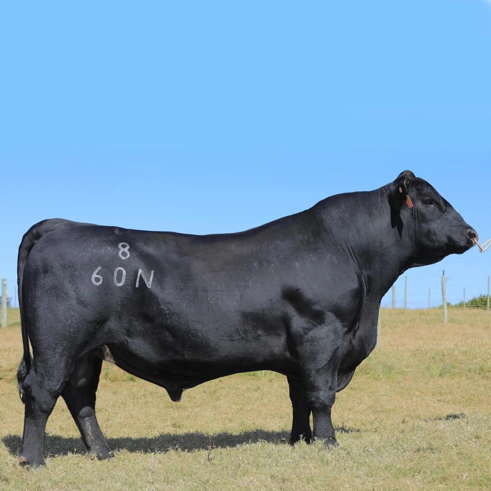 Irmãos Brant - CONNEALY WAGON CV