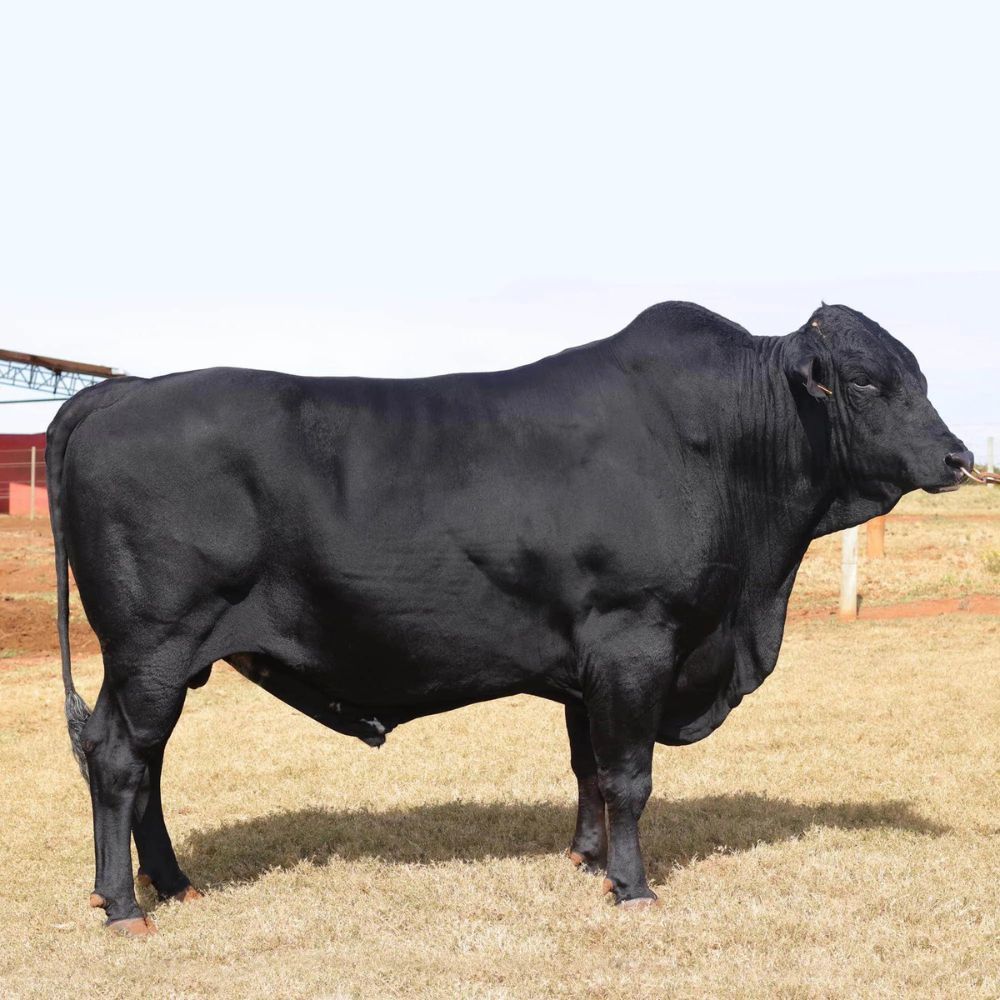 Irmãos Brant - FALCAO CV