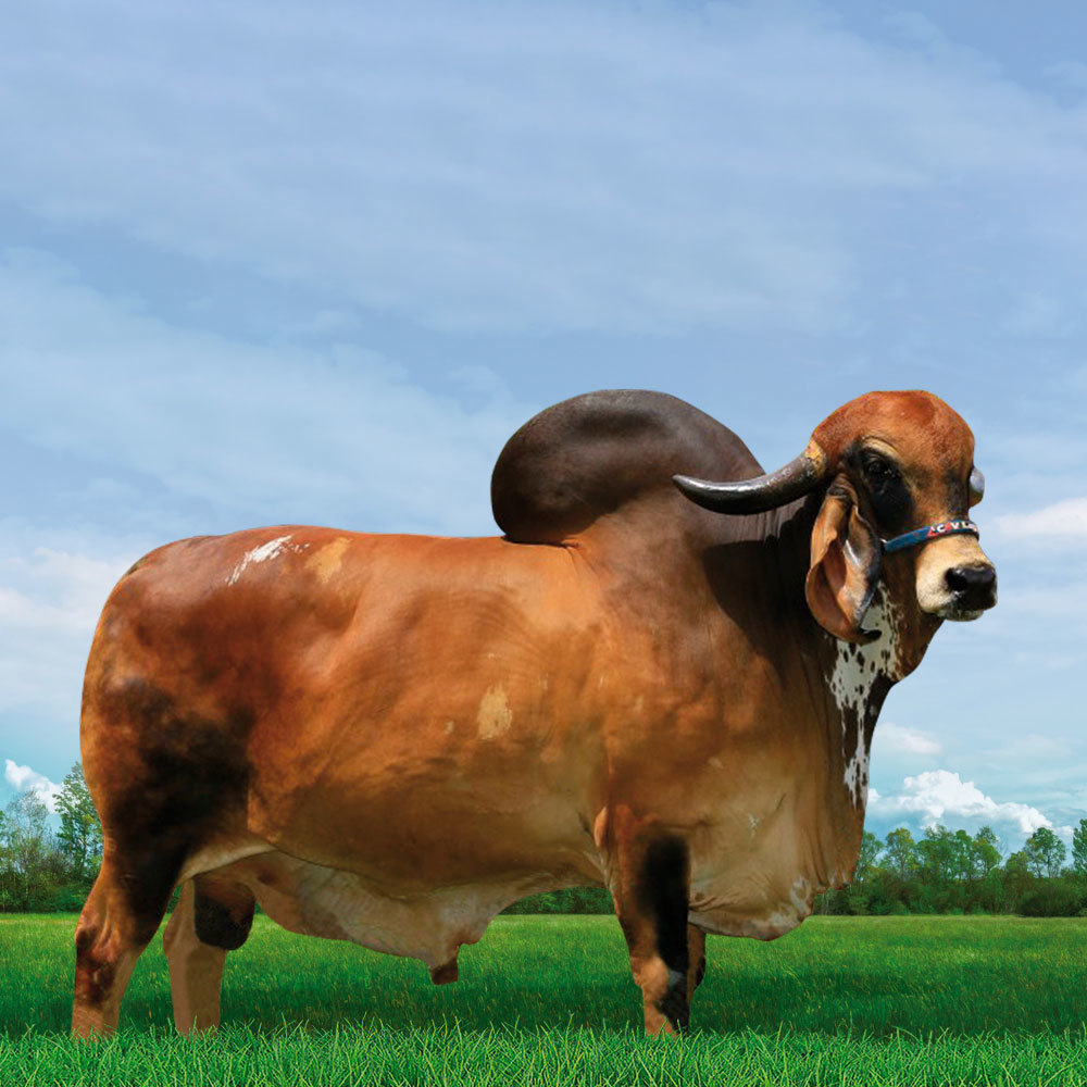 Irmãos Brant - FARDO CV