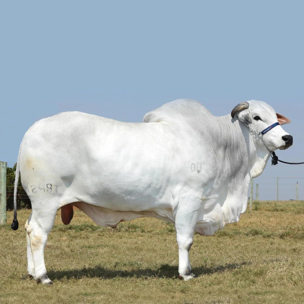 Irmãos Brant - FURACAO FVC CV