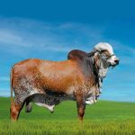 Irmãos Brant - GRAFITE SF