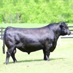 Irmãos Brant - GUIDE CV