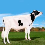 Irmãos Brant - HALFTIME CV