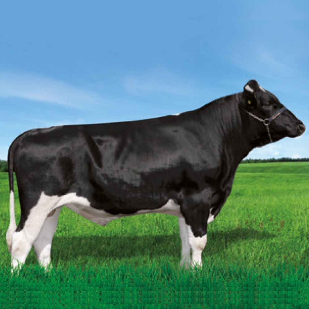 Irmãos Brant - HARM SF