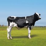 Irmãos Brant - HARM JEDI CV