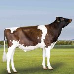 Irmãos Brant - JACUZZI RED SF