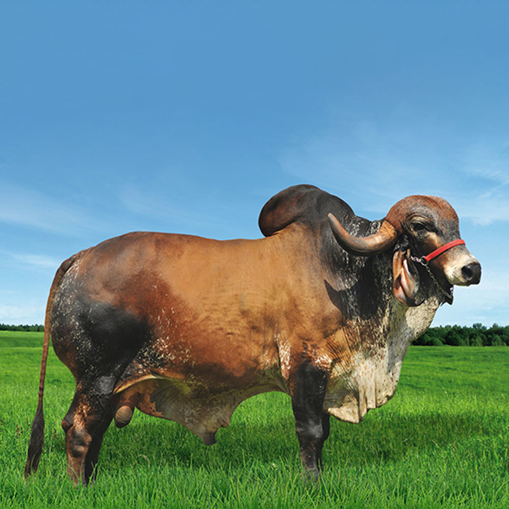 Irmãos Brant - JAGUAR SF 5000