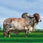 Irmãos Brant - JOGRAL SF