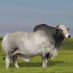 Irmãos Brant - MASTER DA GREN CV