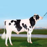 Irmãos Brant - MATOS CV