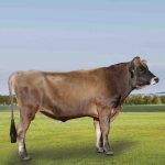 Irmãos Brant - NATAN SF