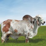 Irmãos Brant - NAVEGANTE SF