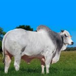 Irmãos Brant - OLOGUNAN CV