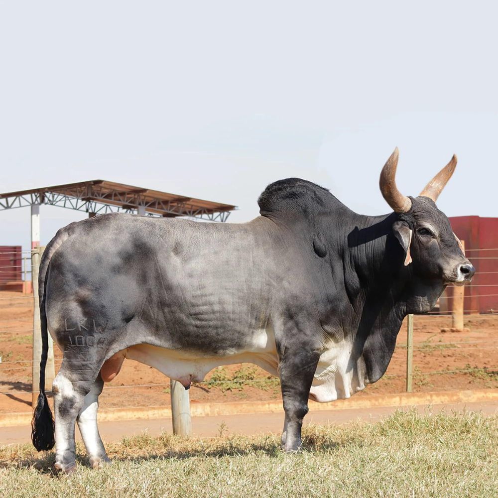 Irmãos Brant - PANAMA CV