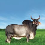 Irmãos Brant - PEQUI SF