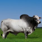 Irmãos Brant - QUIZUR KA CV