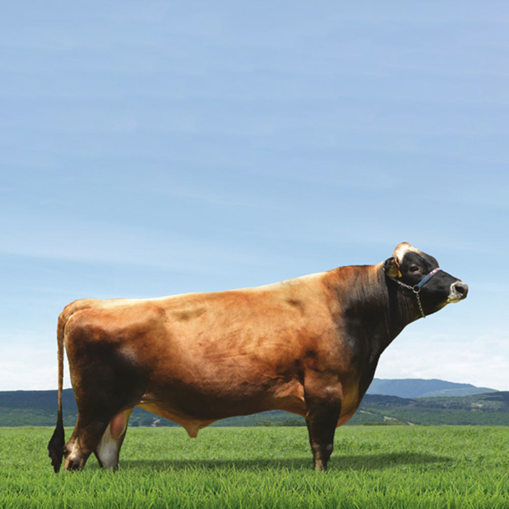 Irmãos Brant - ROBIN SF