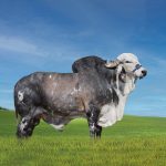 Irmãos Brant - SIGNO 2B CV