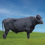 Irmãos Brant - SILO 3/4 SF