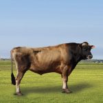 Irmãos Brant - TOP SHELF SINATRA CV