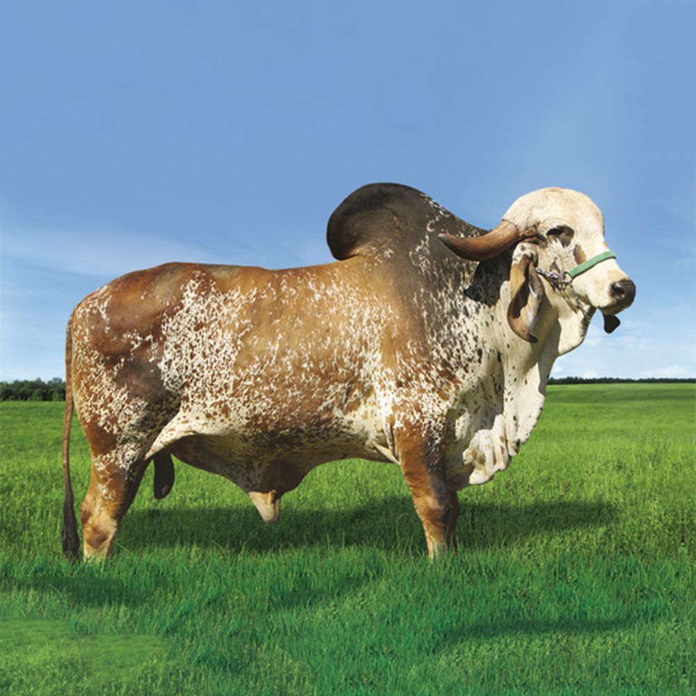 Irmãos Brant - SOBERANO BADAJOS SF