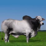 Irmãos Brant - TAKASHI CV