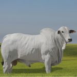 Irmãos Brant - TONICO CV