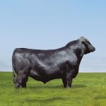 Irmãos Brant - TOP NOTCH CV