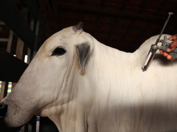 Irmãos Brant - Mapa anuncia nova estratégia de vacinação contra a febre aftosa em 2022