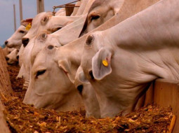 Irmãos Brant - Inversão do ciclo pecuário: como aproveitar as oportunidades sem comprometer a rentabilidade?
