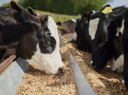 Irmãos Brant - BOI/CEPEA: Cotações têm novas quedas