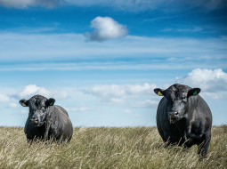 Irmãos Brant - Angus castrado e novilhada Nelore: animais terminados a pasto dão show em acabamento