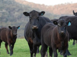Irmãos Brant - Pecuária sustentável: publicadas novas DEPs de eficiência alimentar para touros Angus