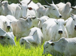 Irmãos Brant - Confira como ficaram os preços da arroba no Brasil